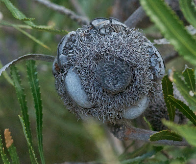 Banksia sp