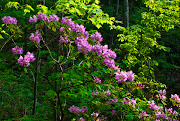 While most of the rhododendron in Kentucky is rosebay (R. maximum), . (rhododendron)