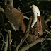 The Gambian Epauletted Fruit Bat