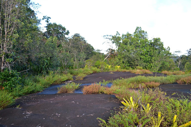 Guyane, savane roche Virginie, régina