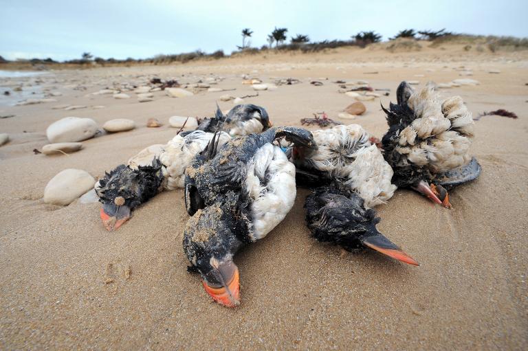 Aves marinhas morrem de fome em tempestades no hemisfério norte