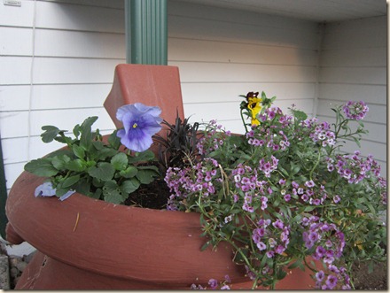 11-15 flowers 3