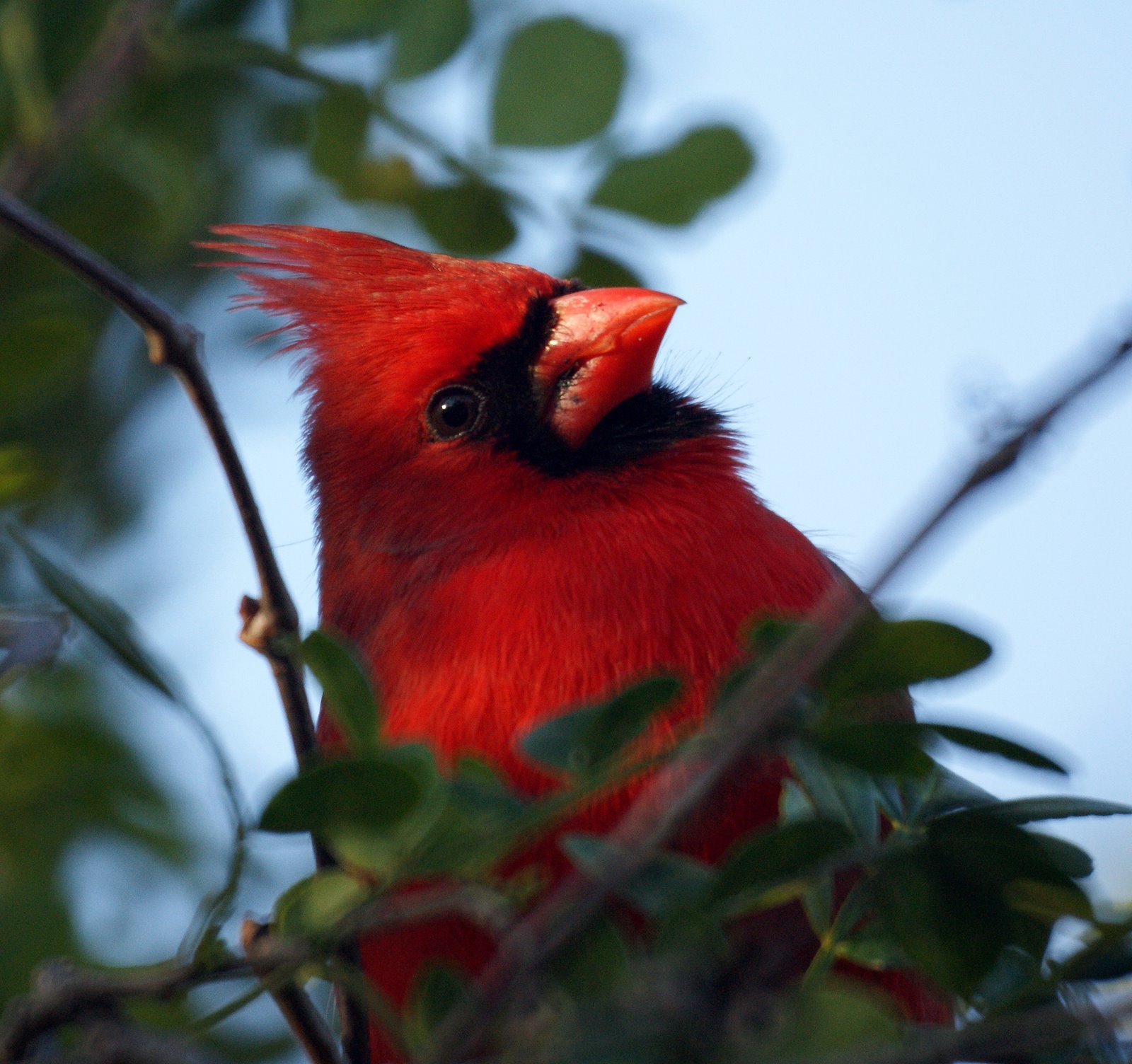 Wild life: Cute Cardinal | wild birds