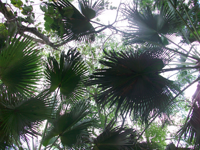 Trees,photo,park