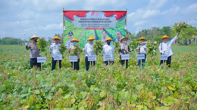 Wakil Bupati Purworejo Panen Raya Kacang Hijau di Megulunglor