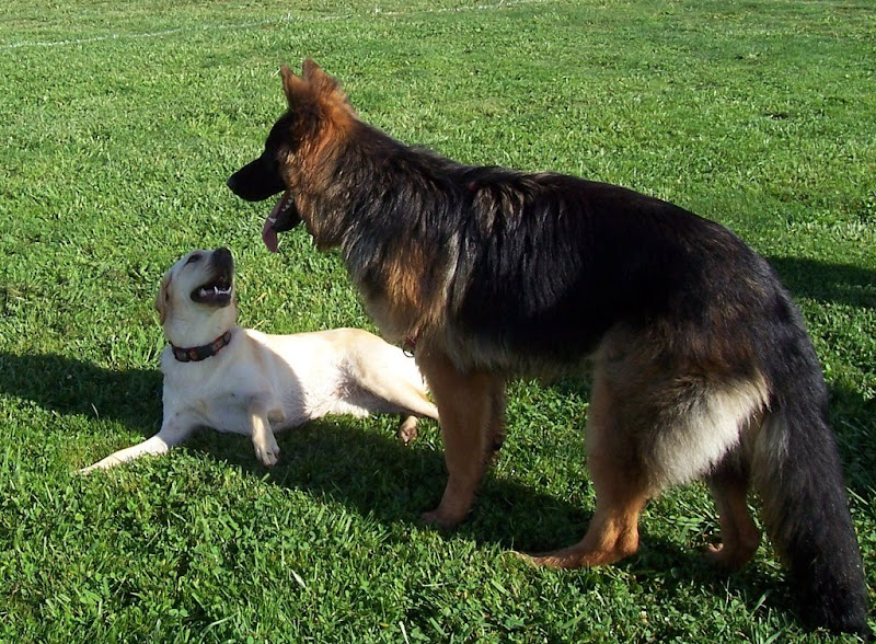 cabana laying on grass, looking up adoringly at big beautiful german shepherd Beau