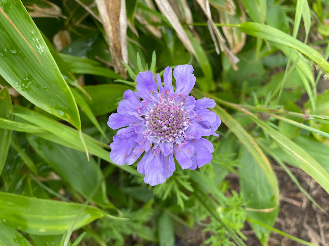 Flowers on Mt. Azuma