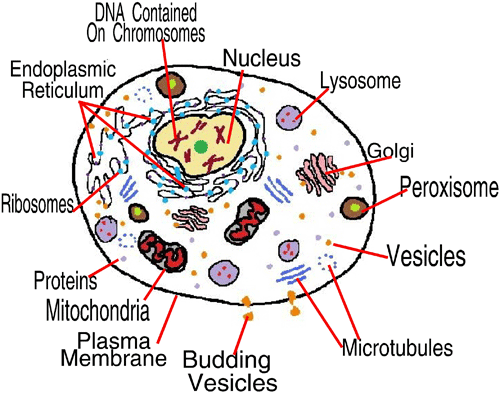 Biology-Info (Assignment): Subcellular components