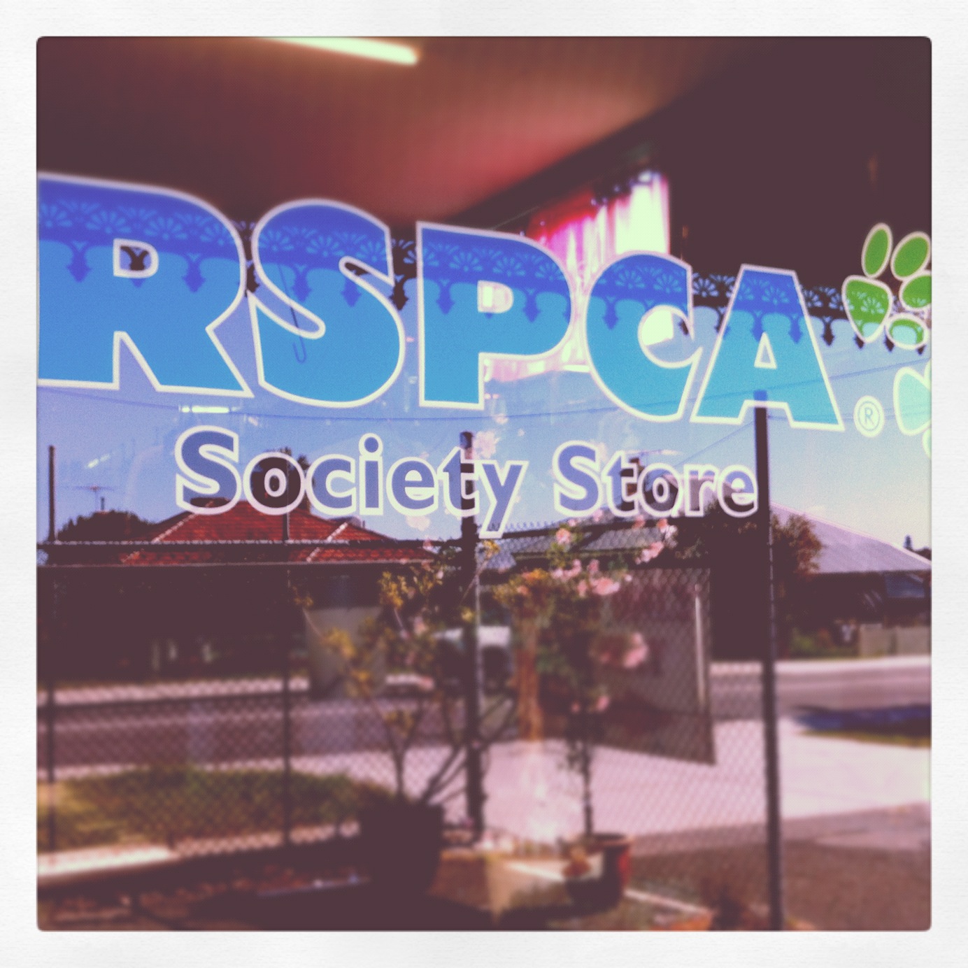 Hungry Like The Wolf - RSPCA Palmyra Op Shop Review