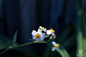 Daisy Weed or Spanish Needles (©Jenny Bell @ Flutterbye Chronicles)