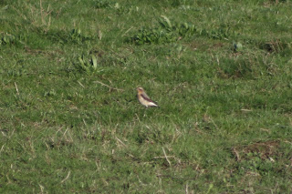 Female Wheatear