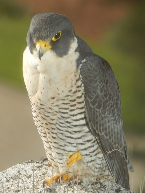 Wild Birds Of Texas