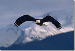 244917-eagle-wings_869