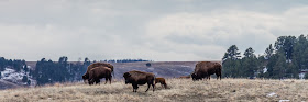 Baby Tatanka Part II: New born buffalo calves in Custer State Park by Dakota Visions Photography LLC