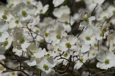 Flowering Dogwood (Cornus florida)