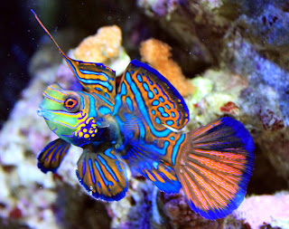 Mandarin Fish