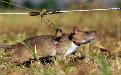 Rodents-Trainers-APOPO-Rodents-Research-Project-Sokoine-University-of-Agriculture