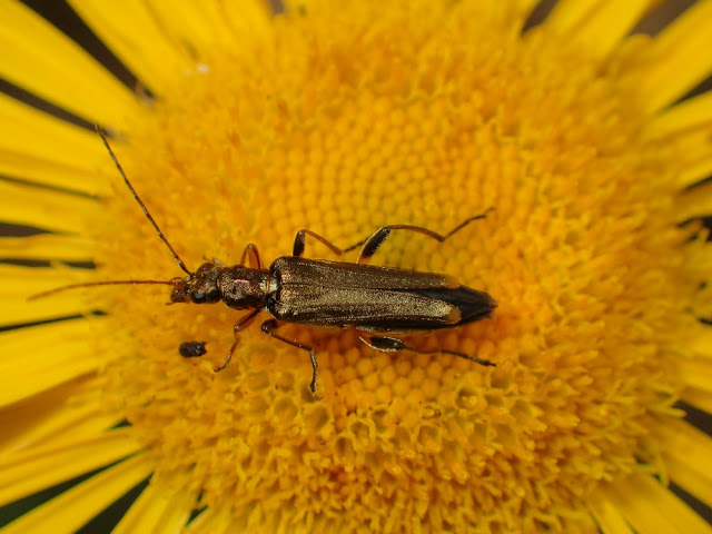 Oedemera barbara