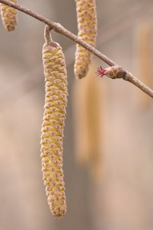 images of flowers that start with s. quot;flowers that start