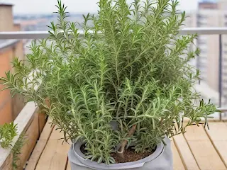 Rosemary (Rosmarinus officinalis) plant