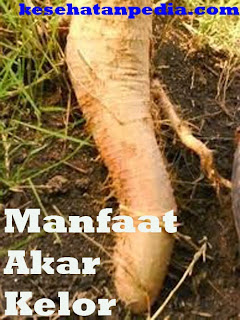 Manfaat Akar Kelor