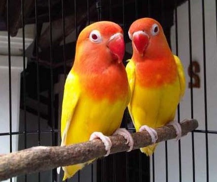 Lovebird Lutino Mata Merah dan Hitam Ciri Ciri Fisik 