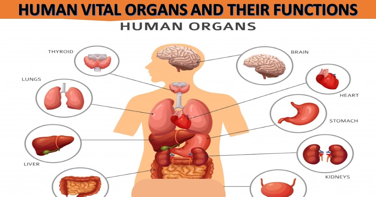 COVERINGS OF THE HEART  Human body diagram, Human body organs
