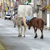 Prefeitura de Serrinha reformula decreto e revoga abate de animais abandonados
