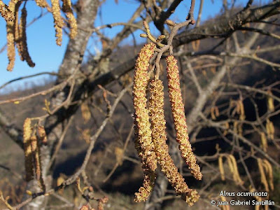 Aliso del cerro Alnus acuminata