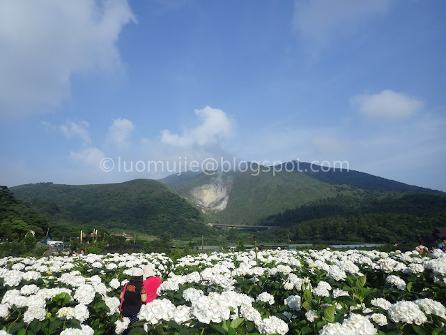 Yangmingshan Zhuzihu hydrangea