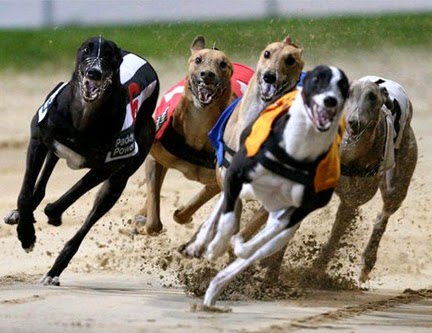 carreras de galgos en Irlanda