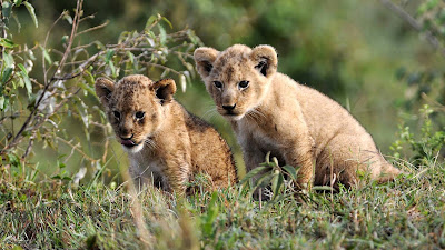 lion-cubs-animal-image-collection