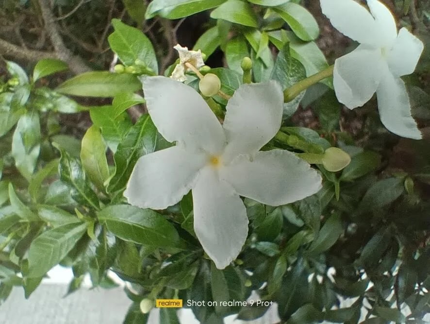 realme 9 Pro+ Camera Sample - Flower, Macro