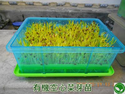 空芯菜　種 142679-空芯菜 種