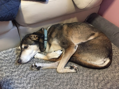 Alaskan Husky lying on a dog bed with his legs curled up at improbably angles.