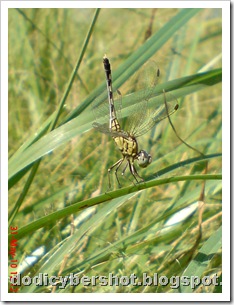 litle dragonfly 03