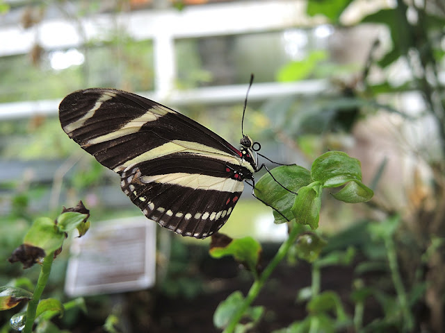 Amsterdam: Hortus Botanicus 