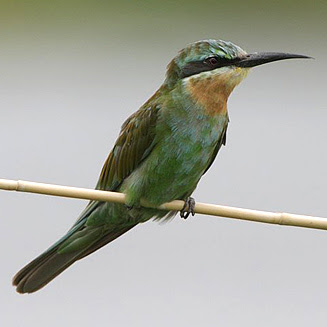 canto del abejaruco persa Merops persicus