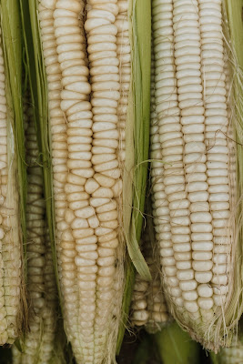 Three semi-husked ears of white corn, photo by Arina Krasnikova on Pexels