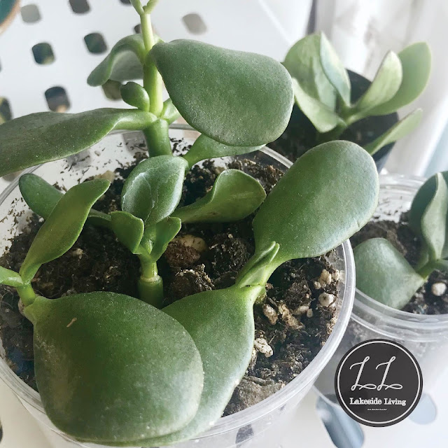 Propagating Jade Plant Guide