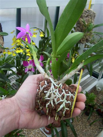 SEMI-HYDROPONIC - Orchid Culture Technique ~ Orchid care tips