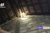 Ular Piton 3 Meter Bersembunyi di Atap Rumah Warga Tuban