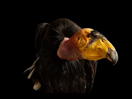 coluna zero, fotografia, photo, foto, national geographic, rare, joel sartore, extinction