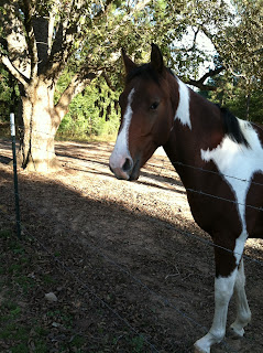 American Paint Horse