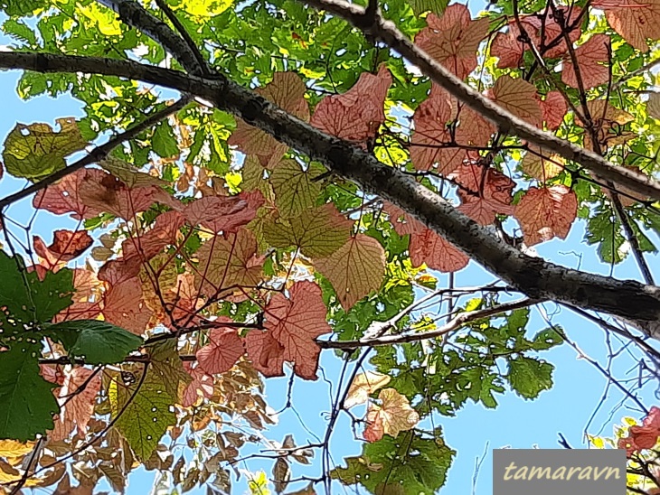 Виноград амурский (Vitis amurensis)