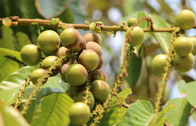 Buah Matoa khas Indonesia