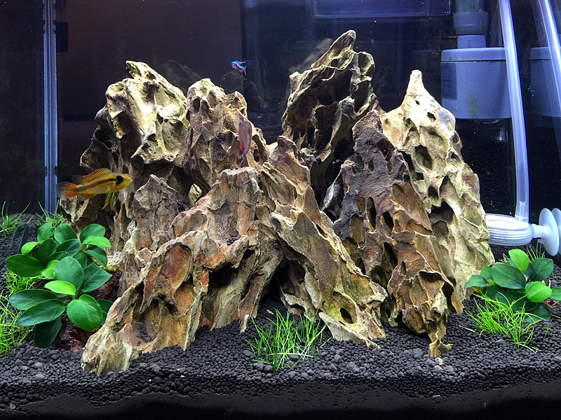 Aquascape Lounge 自宅30cm水槽 気孔石の新レイアウト