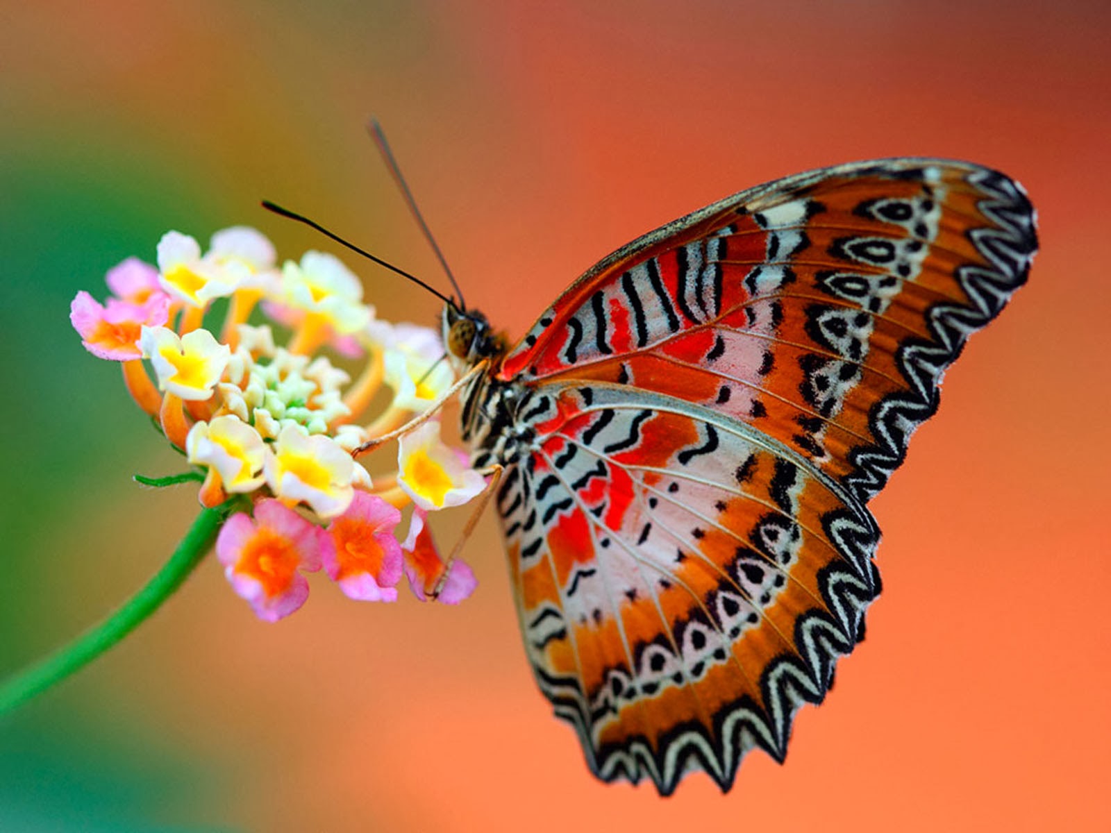 Tag: Butterfly Desktop Wallpapers, Backgrounds, Photos,Images and 