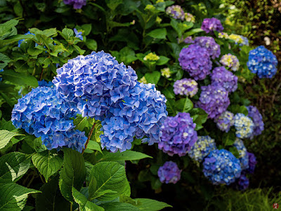 Ajisai (hydrangea) flowers: Kencho-ji