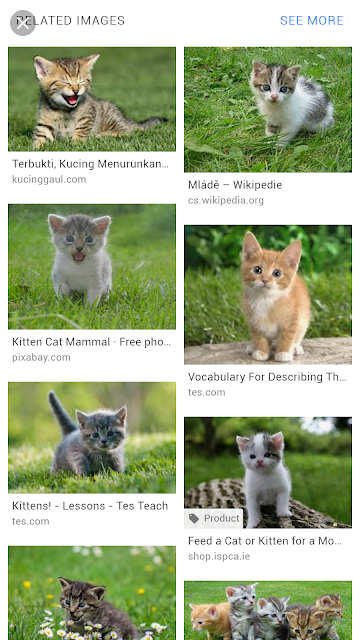 Related images of kittens on Google search.